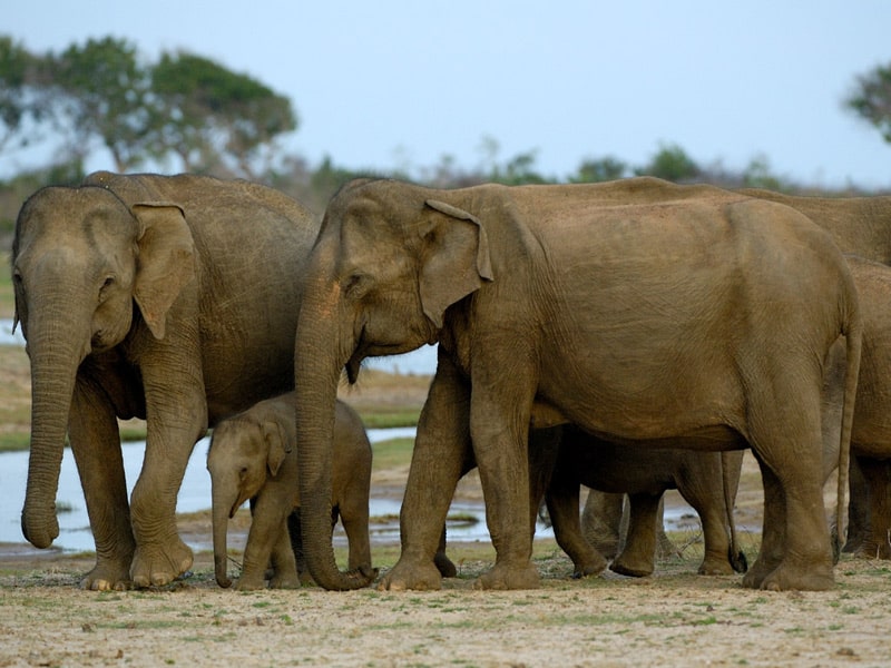 elephants1 herd of elephants with a water body behind them. the bigger elephants are protecting the baby
