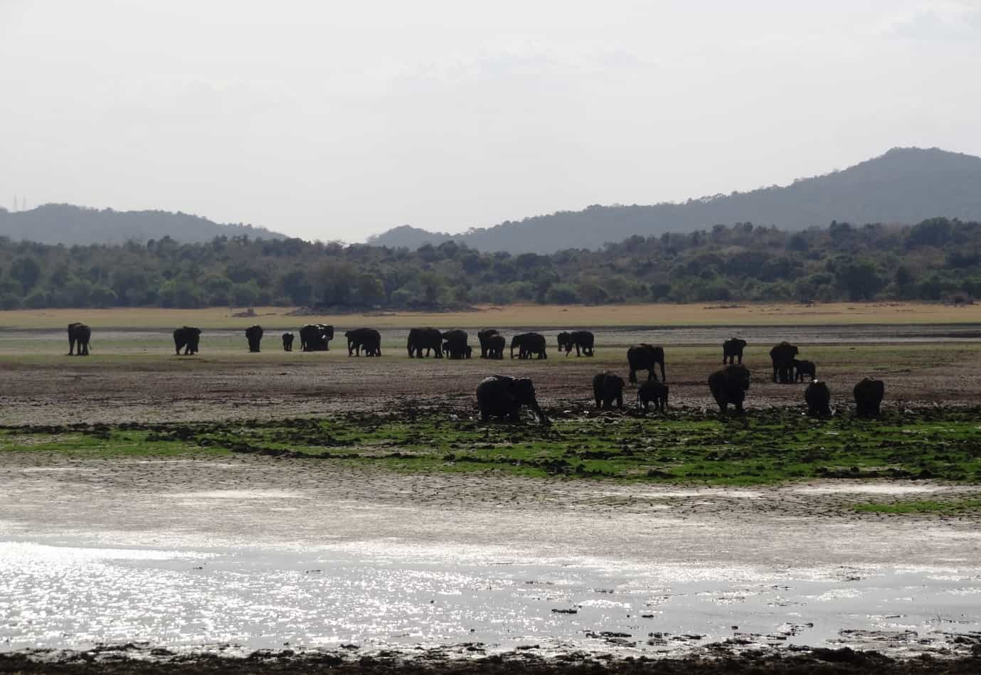 HErds Elephant gathering in Sri Lanka