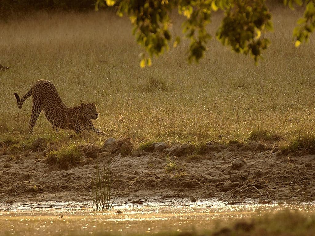 from kulu safaris6