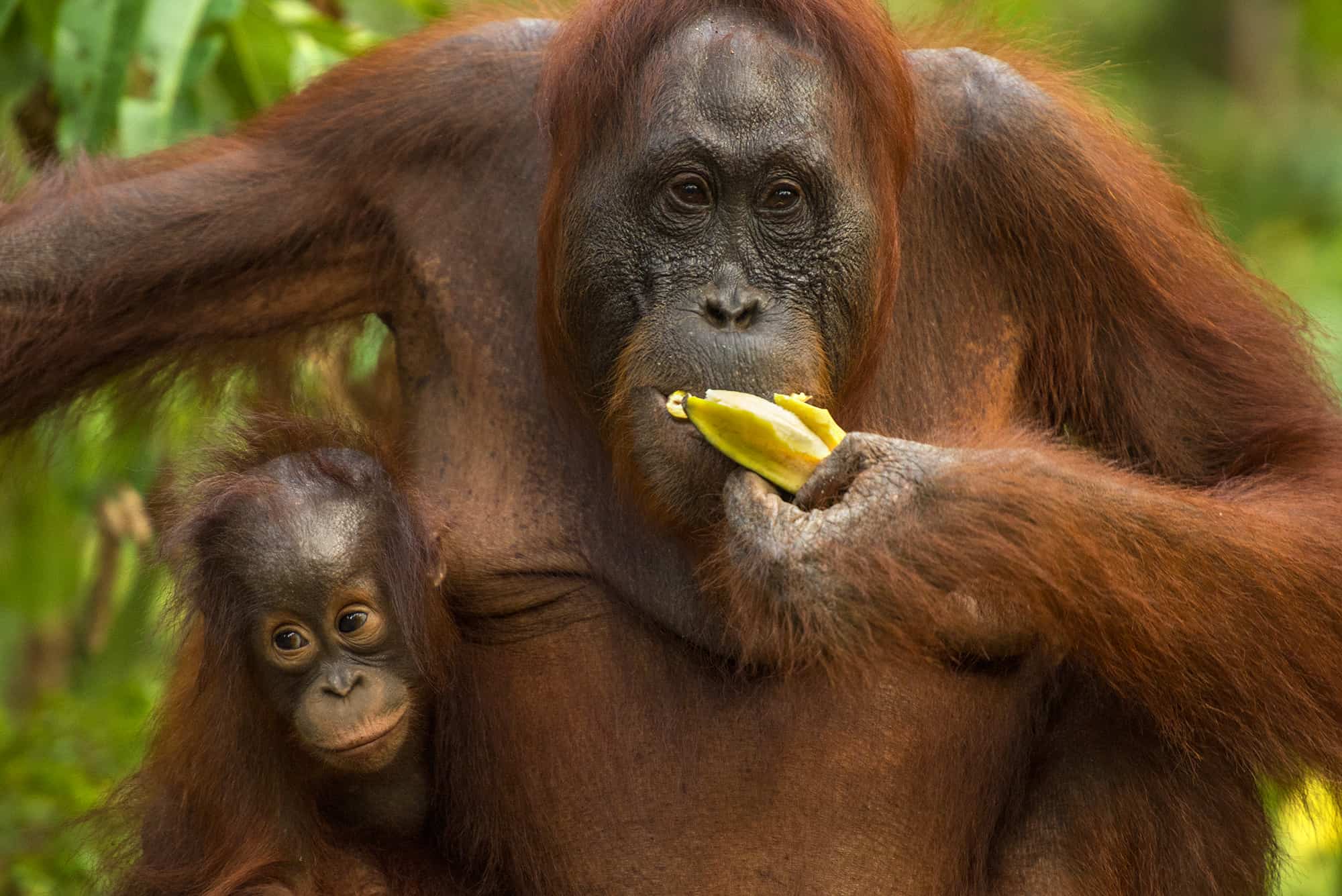 Borneo Orang Utan Female and Baby Borneo Orangutan Female and Baby