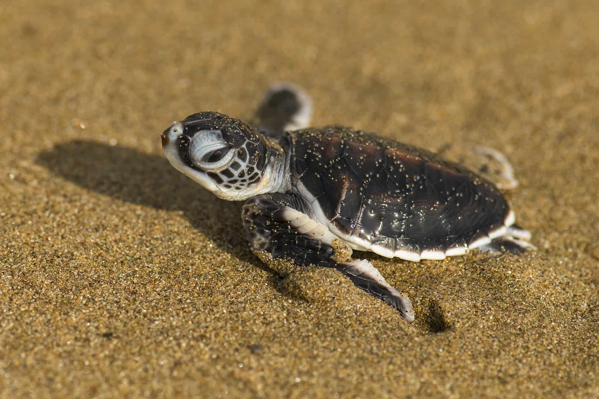 Sukamade Green Sea Turtle Hatchling 1 A baby turtle on the beaches of Oman