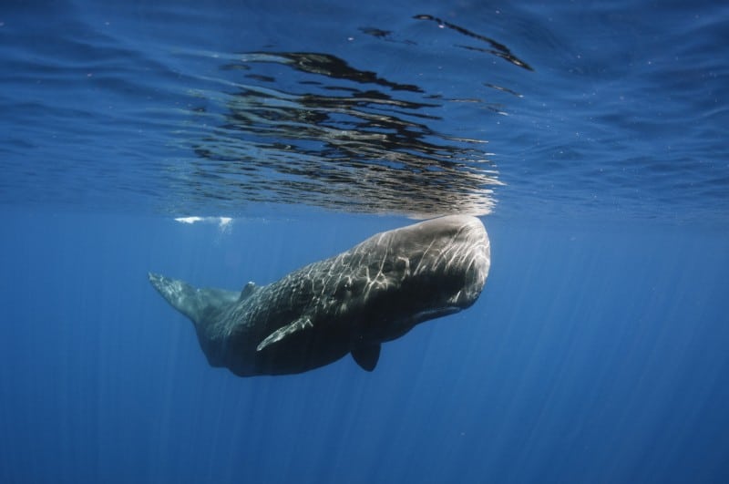 Sperm Whale in Sri Lanka Sperm Whale in Sri Lanka