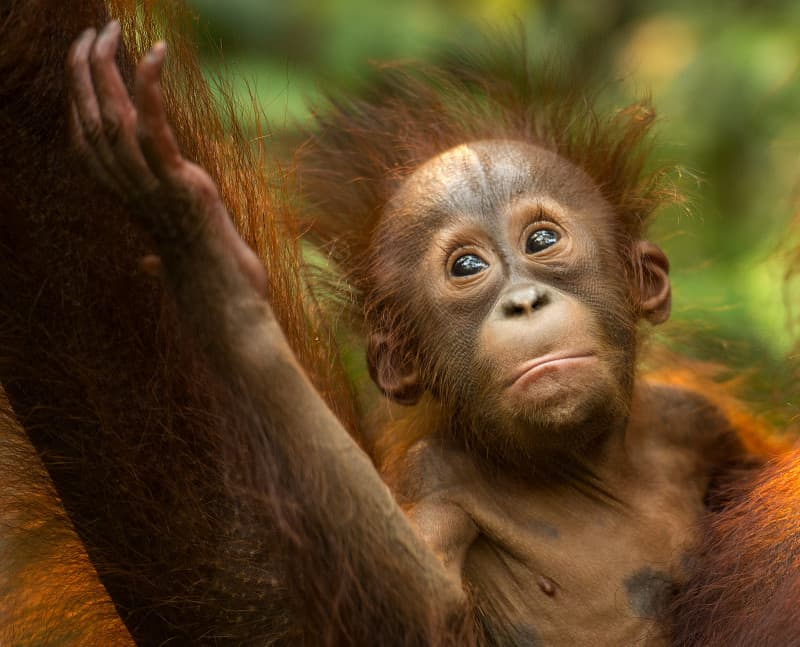 Borneo Orangutan Baby holding it's mother Borneo Orangutan Baby holding it's mother