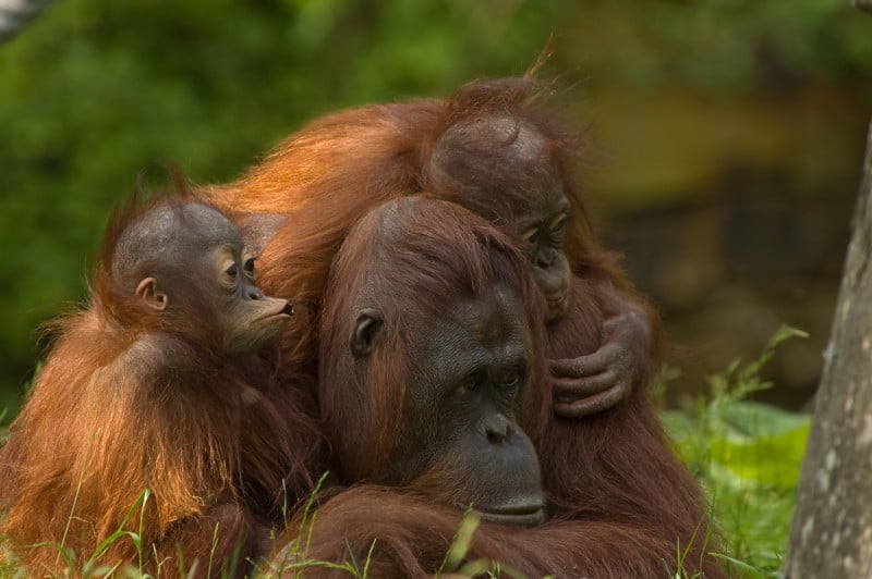 mother orangutan with her cute babies Mother orangutan with her babies in Sepilok Orangutan Sanctuary