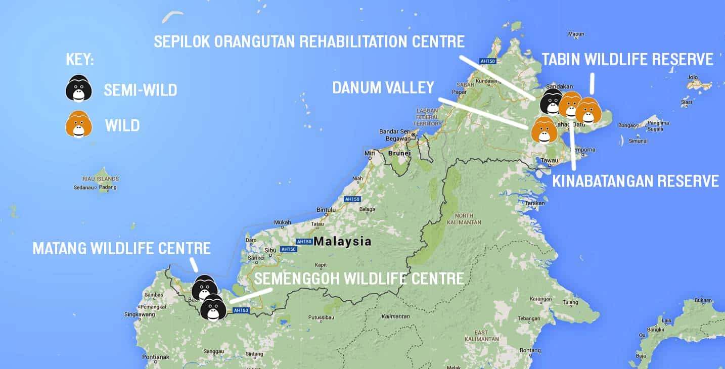 Orangutan map with locations around borneo Orangutan map with locations around borneo