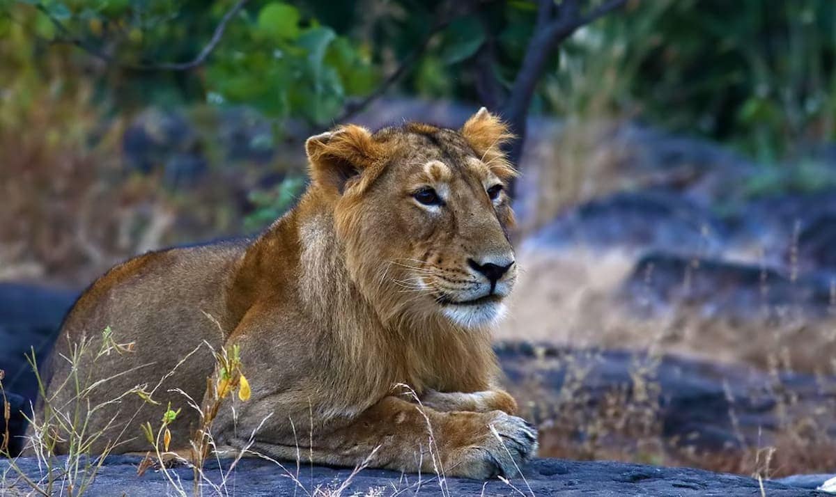 Asiatic Lion in Gir National Park, Gujarat