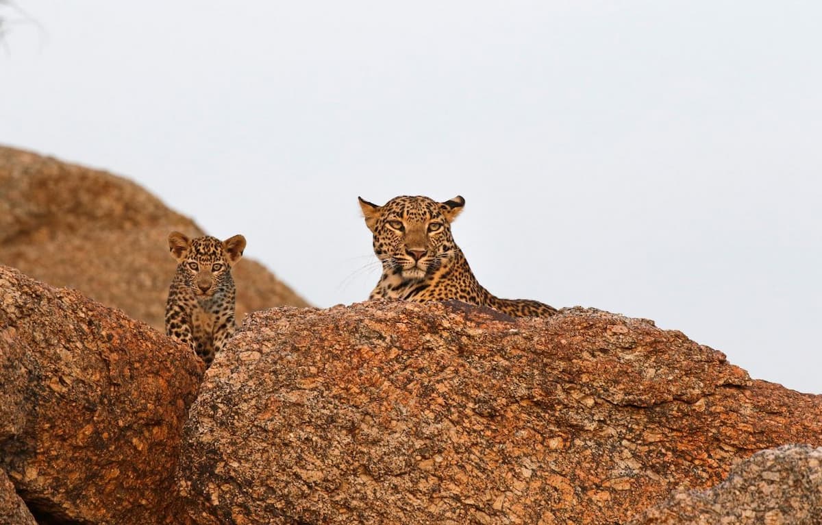 Leopards on the boulders of Jawai, Rajasthan Leopards with their heads above huge boulders, almost blending in with the boulders as colours are similar