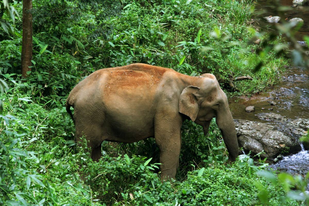 elephant in periyar in the western ghats