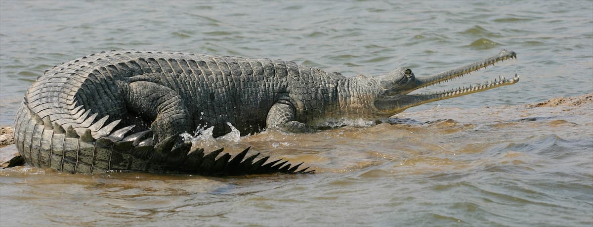 gharial on the river chambal
