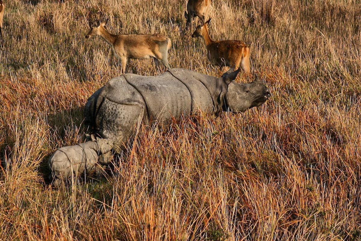 one horned rhino in Kazirangha National Park