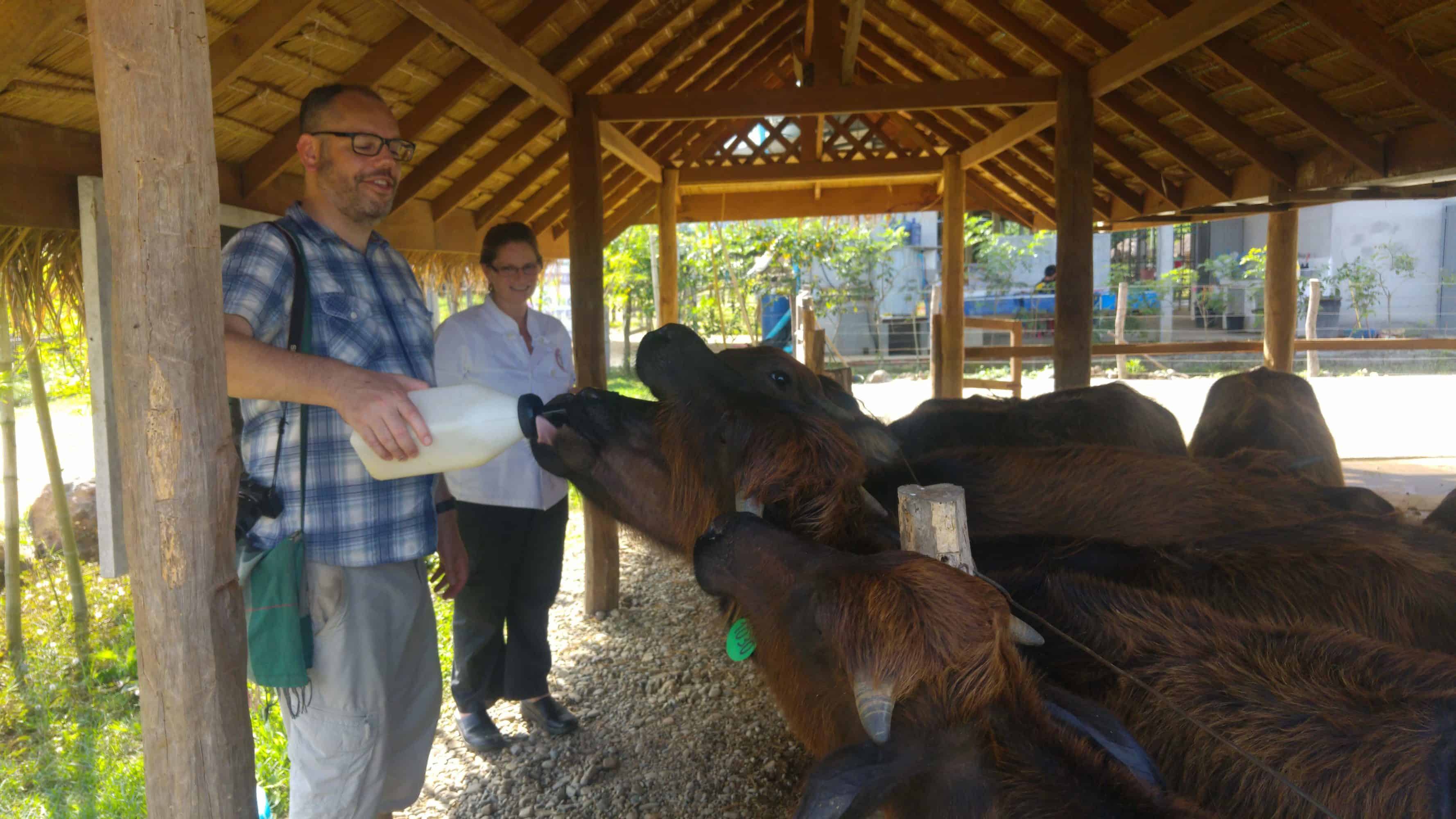 Feeding buffalo in the dairy farm Feeding buffalo in Laos Buffalo Dairy Farm