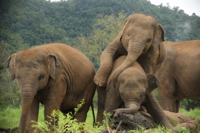 family of elephants playing in the elephant nature park in Thailand family of elephants playing in the elephant nature park in Thailand