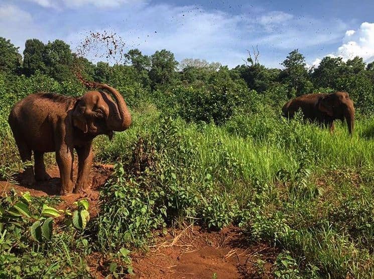 elephant-valley-project-mondulkiri Sustainable elephant project in Cambodia