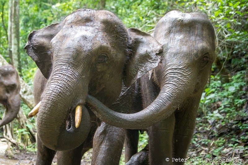 elephants-AQ2I0168 copy 8 two elephants interacting with each other in Walking with Elephants project in in Thailand