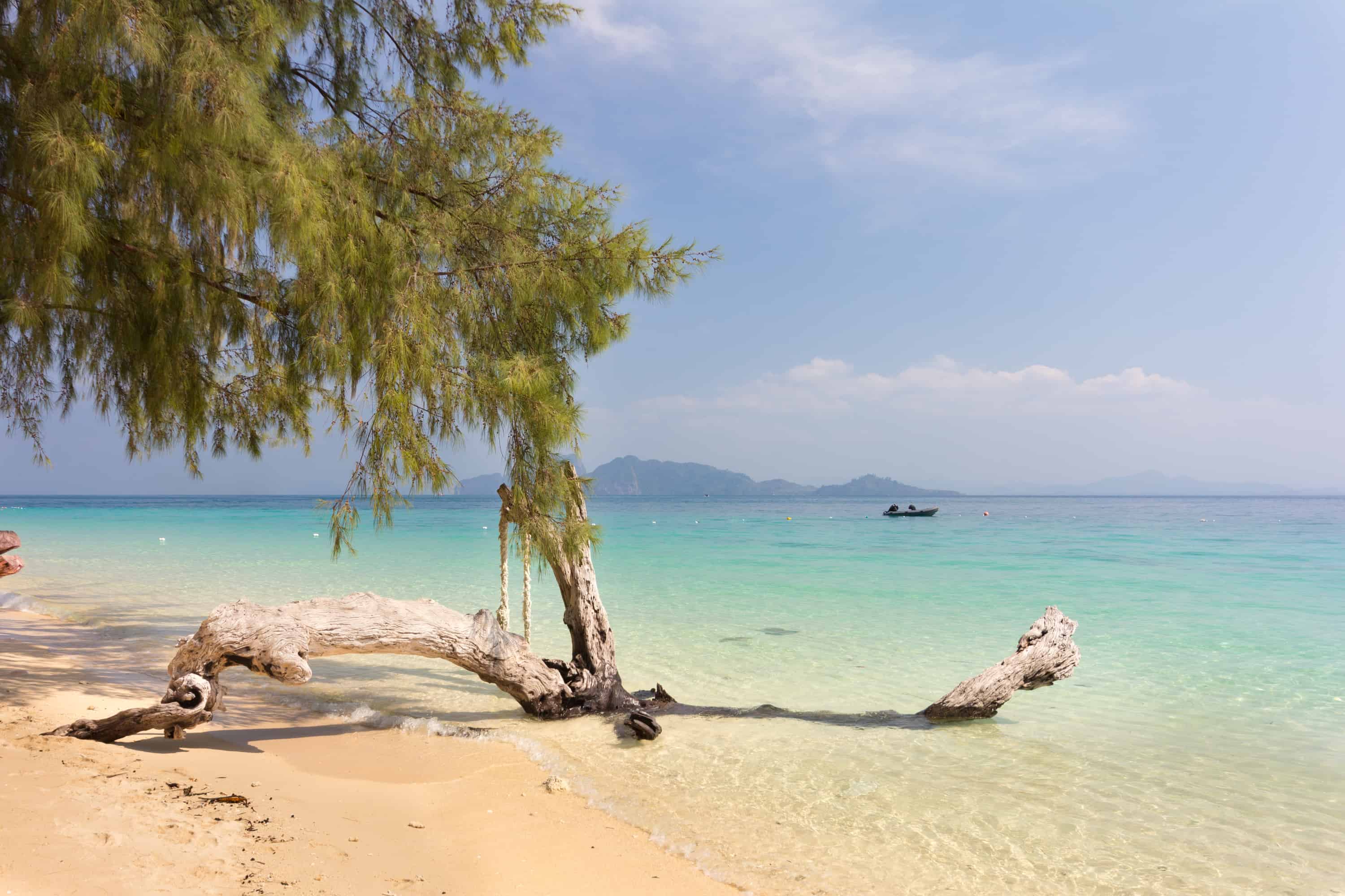 koh kradan beach with a fallen branch in Koh Kradan