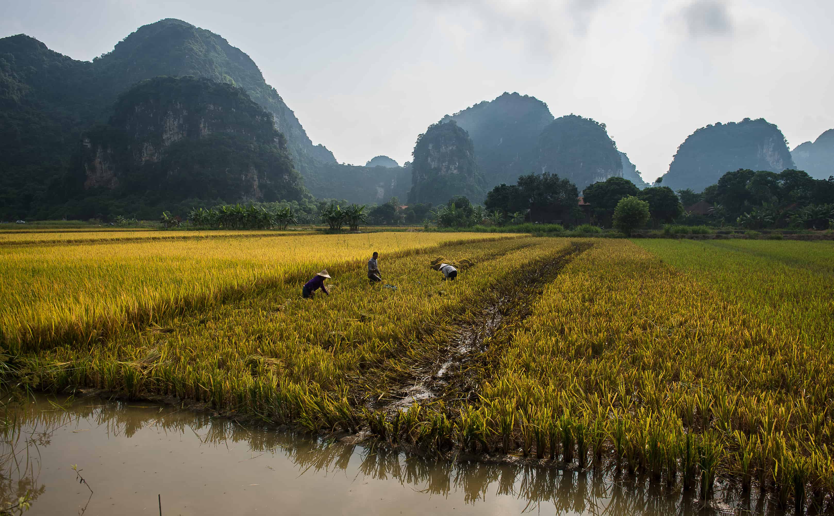 Ninh Binh Inland Halong Bay Vietnam Trang An Ecosystem in Ninh Binh, an alternative water based experience to Halong Bay