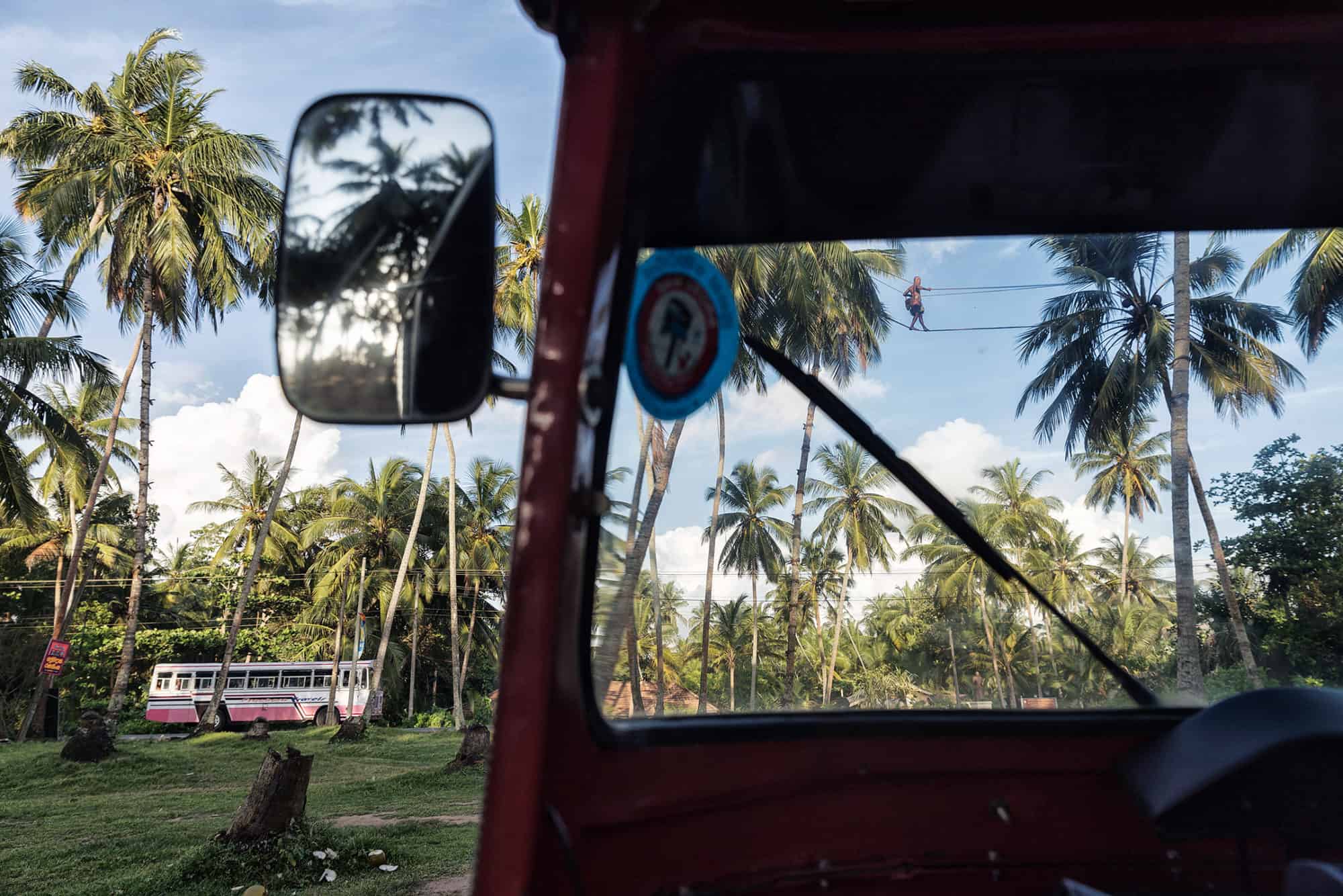Toddy Tapper Toddy Tapper up a palm tree in Sri Lanka