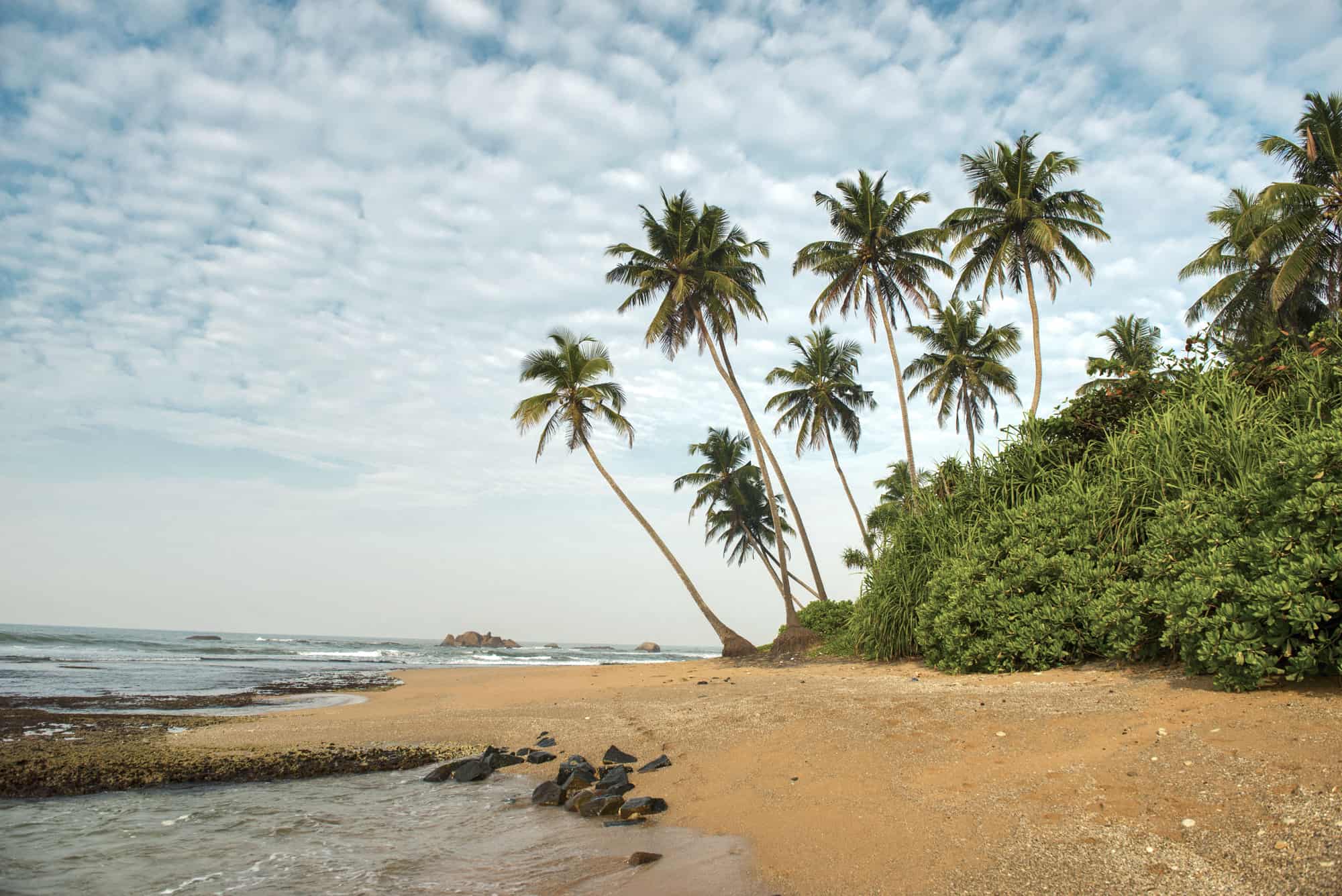 Beach near Galle 1 palm tree fringed beach close to galle