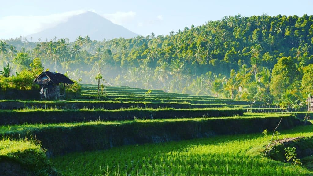 IMG_7676 Green rice terraces and forests of Munduk with Mount Agung in the background