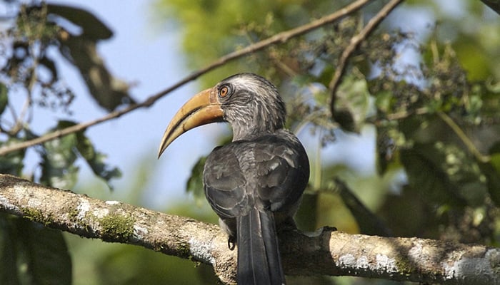 Bird Thettakad