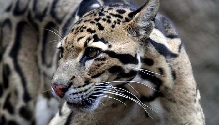 Clouded leopard A clouded leopard found in the foothills of the Himalayas and Borneo