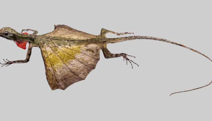 Draco lizard A Draco lizard, found in Borneo