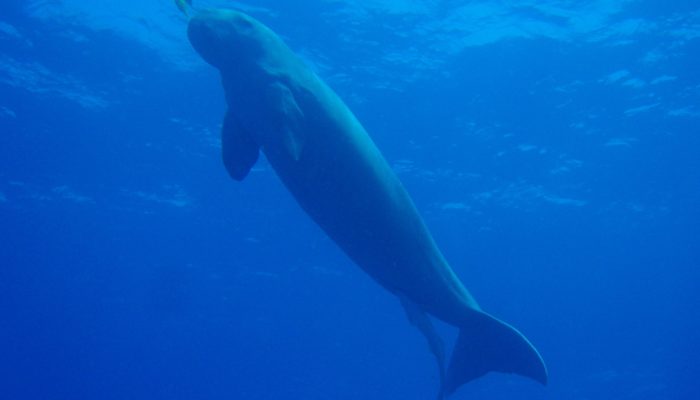 Dugong dugong in the indian ocean around the andaman islands