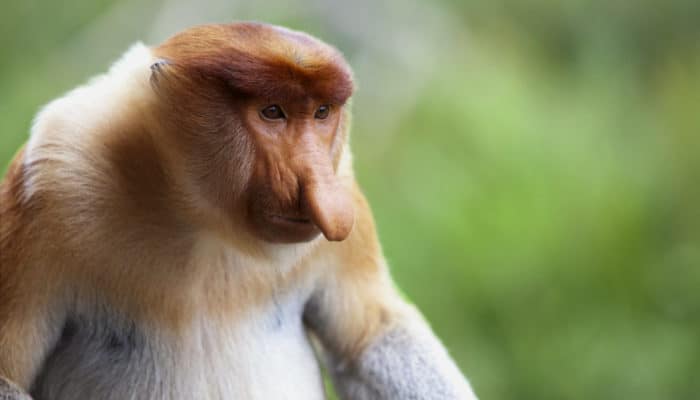 A proboscis monkey, Sandakan. A proboscis monkey, which is endemic to Borneo