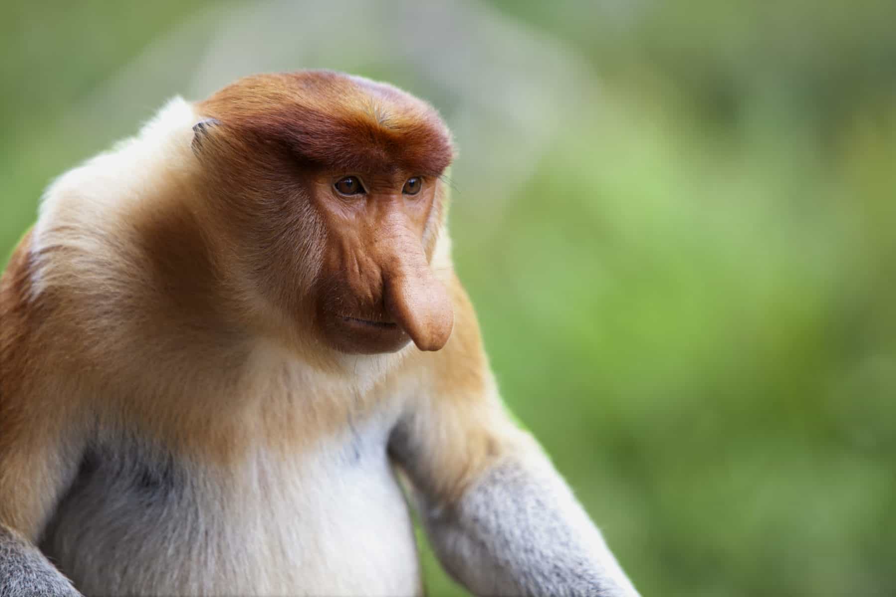 A proboscis monkey, Sandakan. A proboscis monkey, which is endemic to Borneo