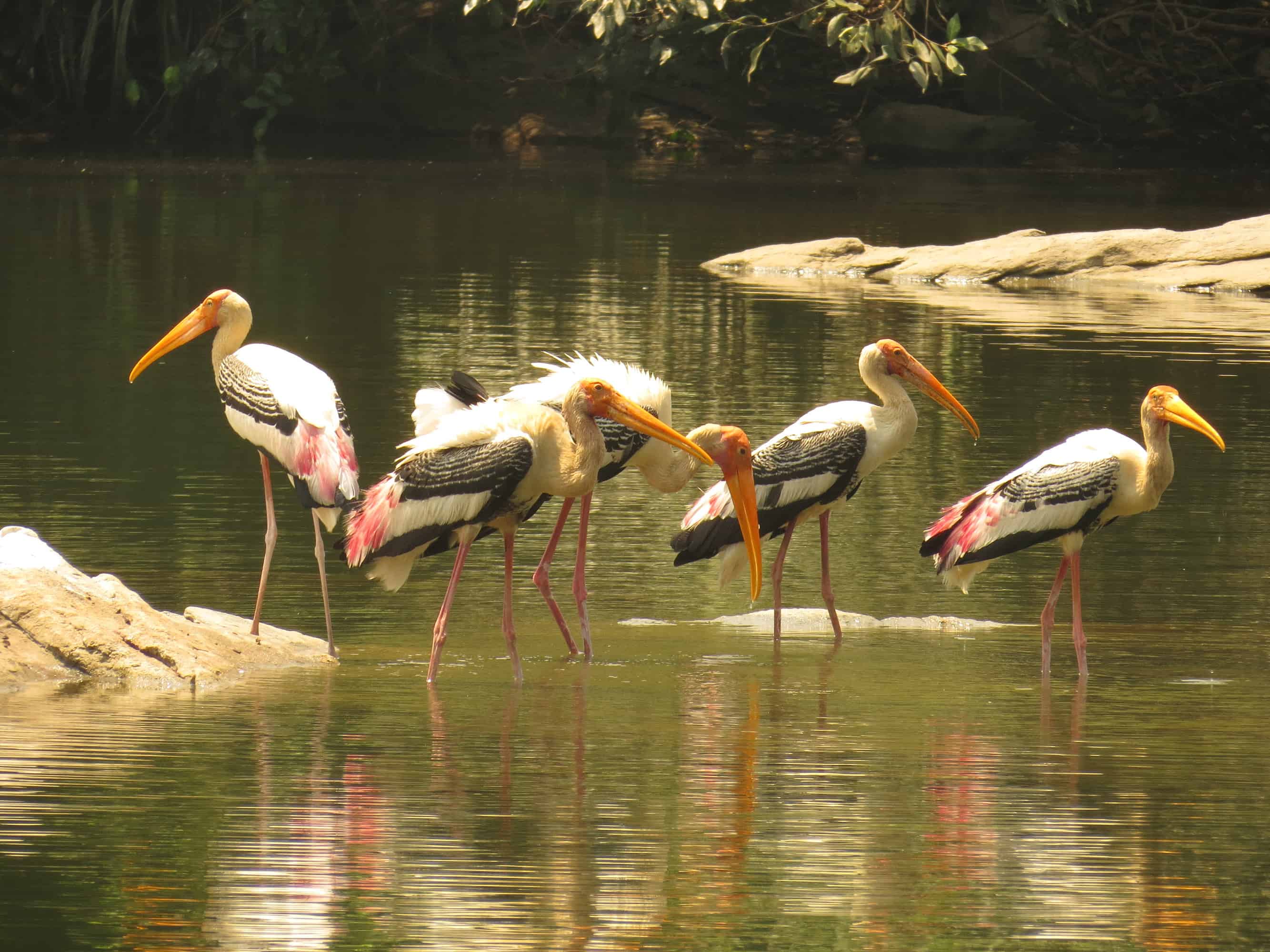 Painted_stork_at_ranganathittu_bird_sanctuary_India