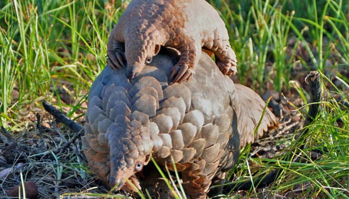 Pangolin A small Pangolin on top of a larger one