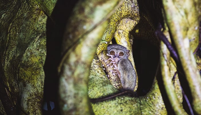 Tarsier HS Tarsier in a tree in Sulawasi