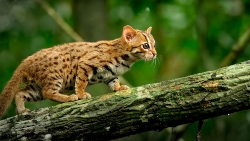 The-Worlds-Smallest-Big-Cat-Featured-image (1) Rusty Spotted Cat on a branch