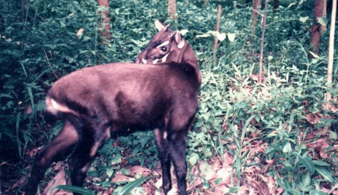 saola A saola in the forests on the borders of Vietnam and Laos
