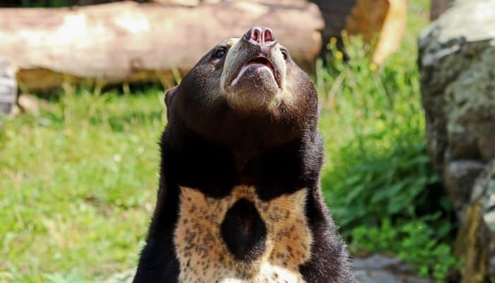 sun bear Sun bear in Sabah, Borneo