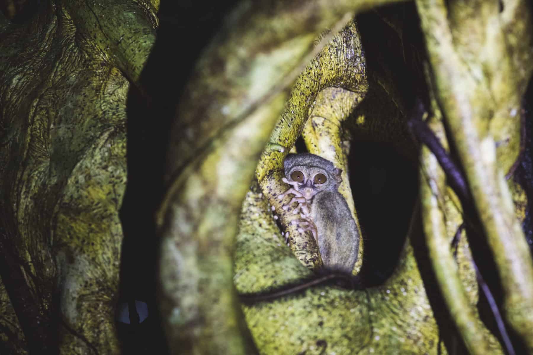 Tangkoko Tarsius