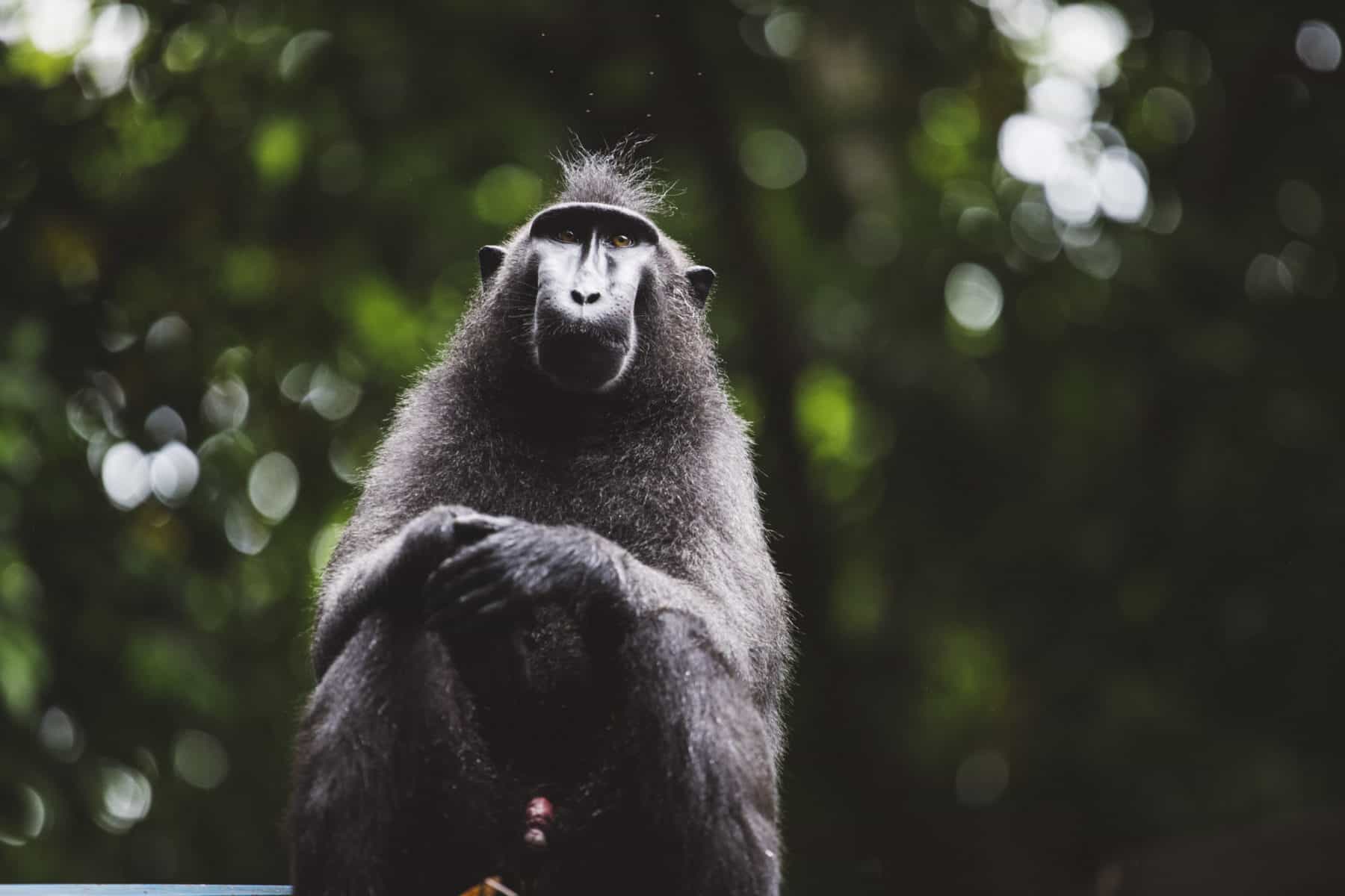 Black crested macaque