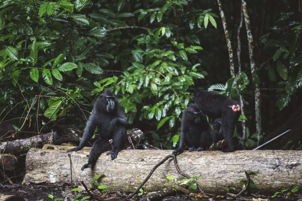 Black crested macaques playing Black crested macaques playing