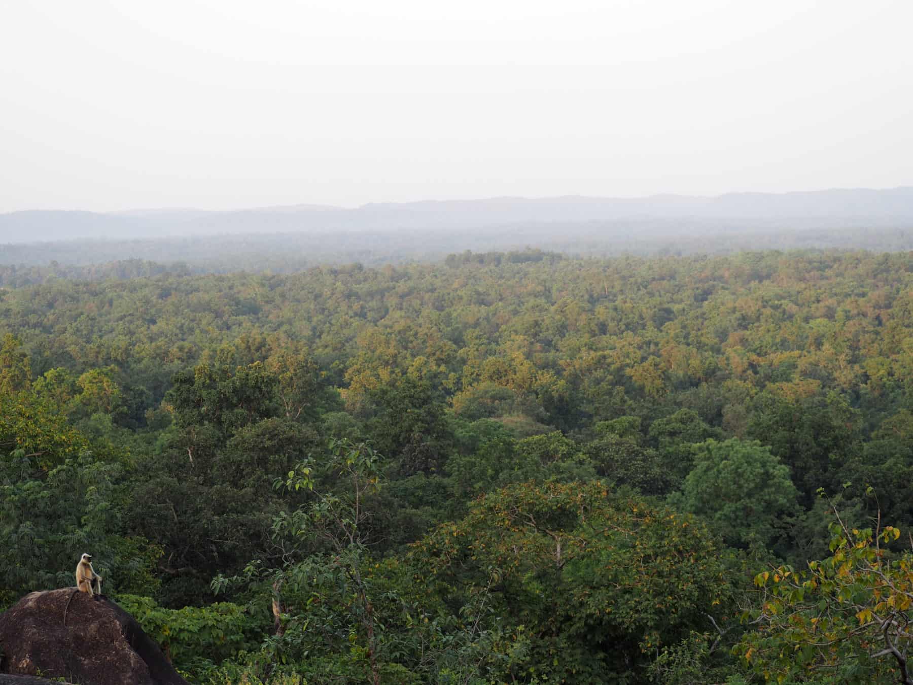 Langur in Kanha National Parl Langur in Kanha National Park