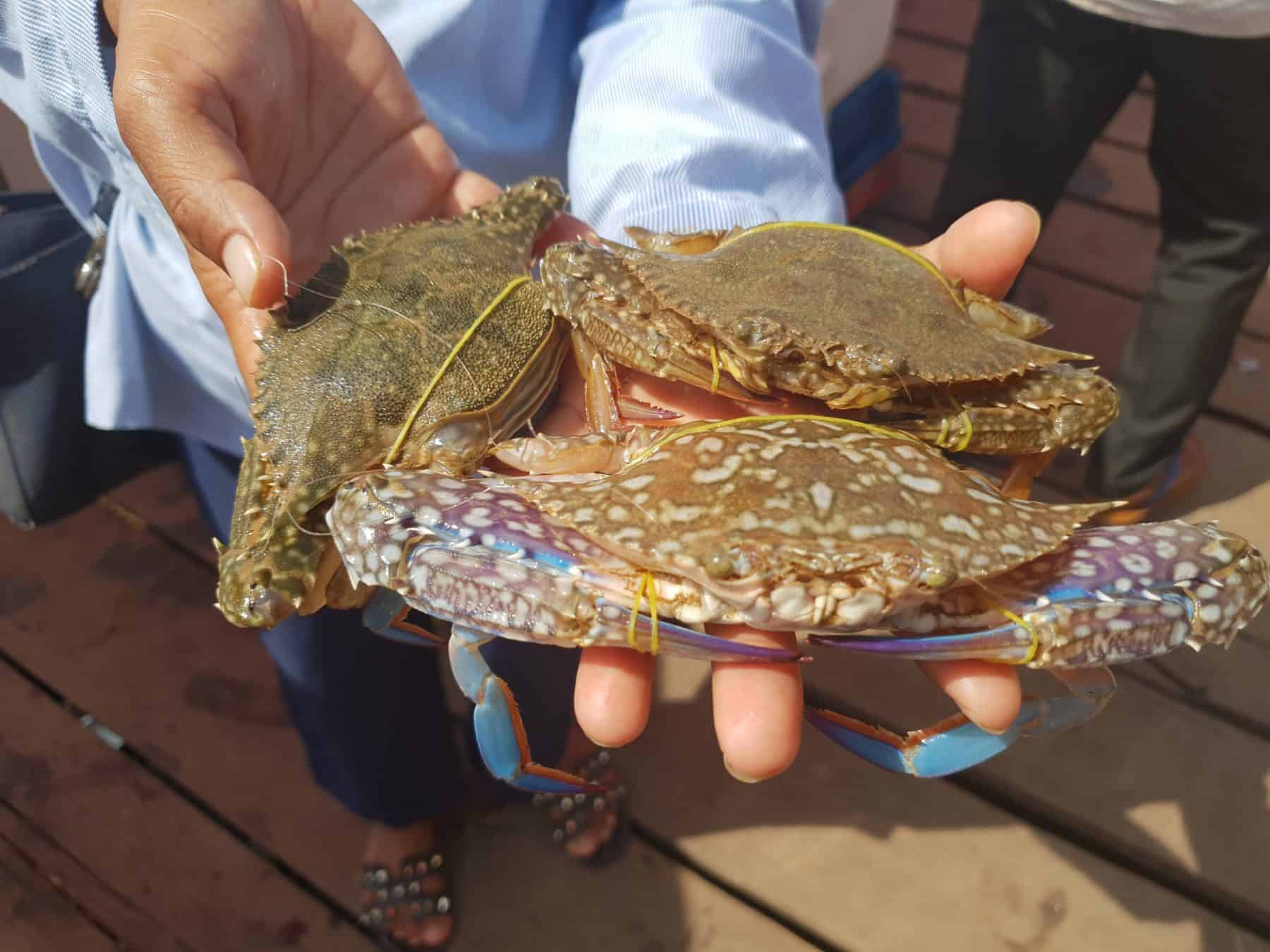 Kep is most famously known for its bustling crab market Kep is most famously known for its bustling crab market