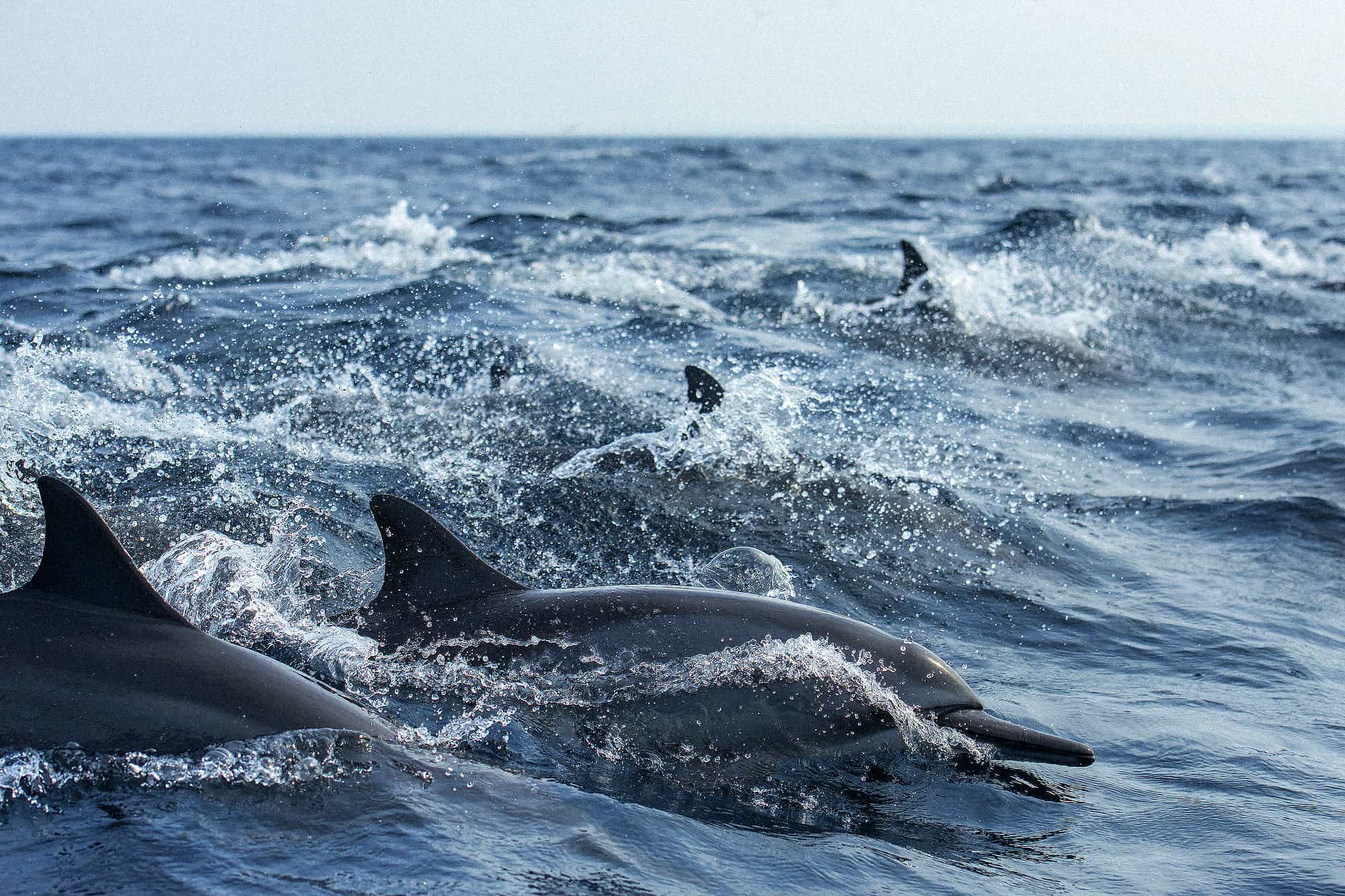 Dolphins in The Maldives Dolphins in The Maldives