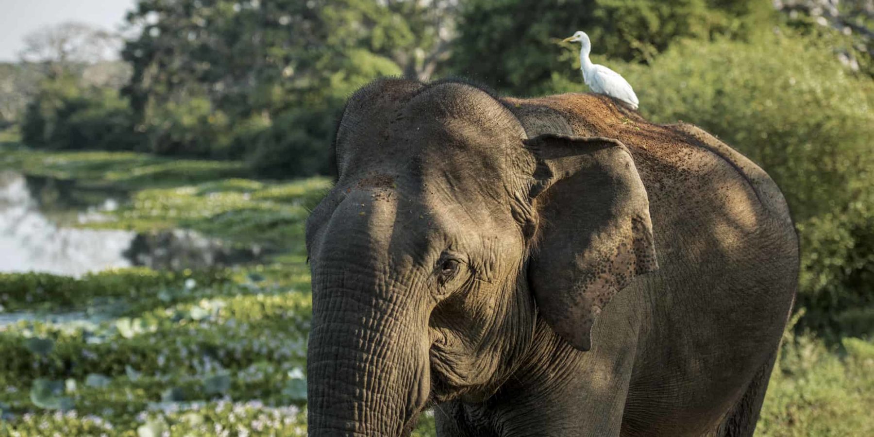 Asian elephant Asian elephant in Sri Lanka with a cattle egret sat on it