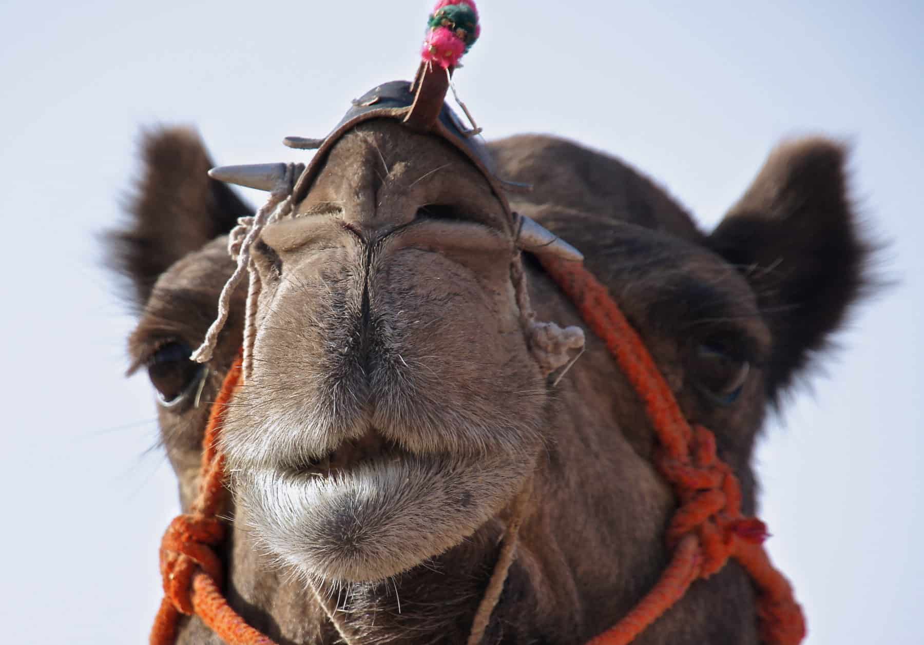 Camel in India Camel in India