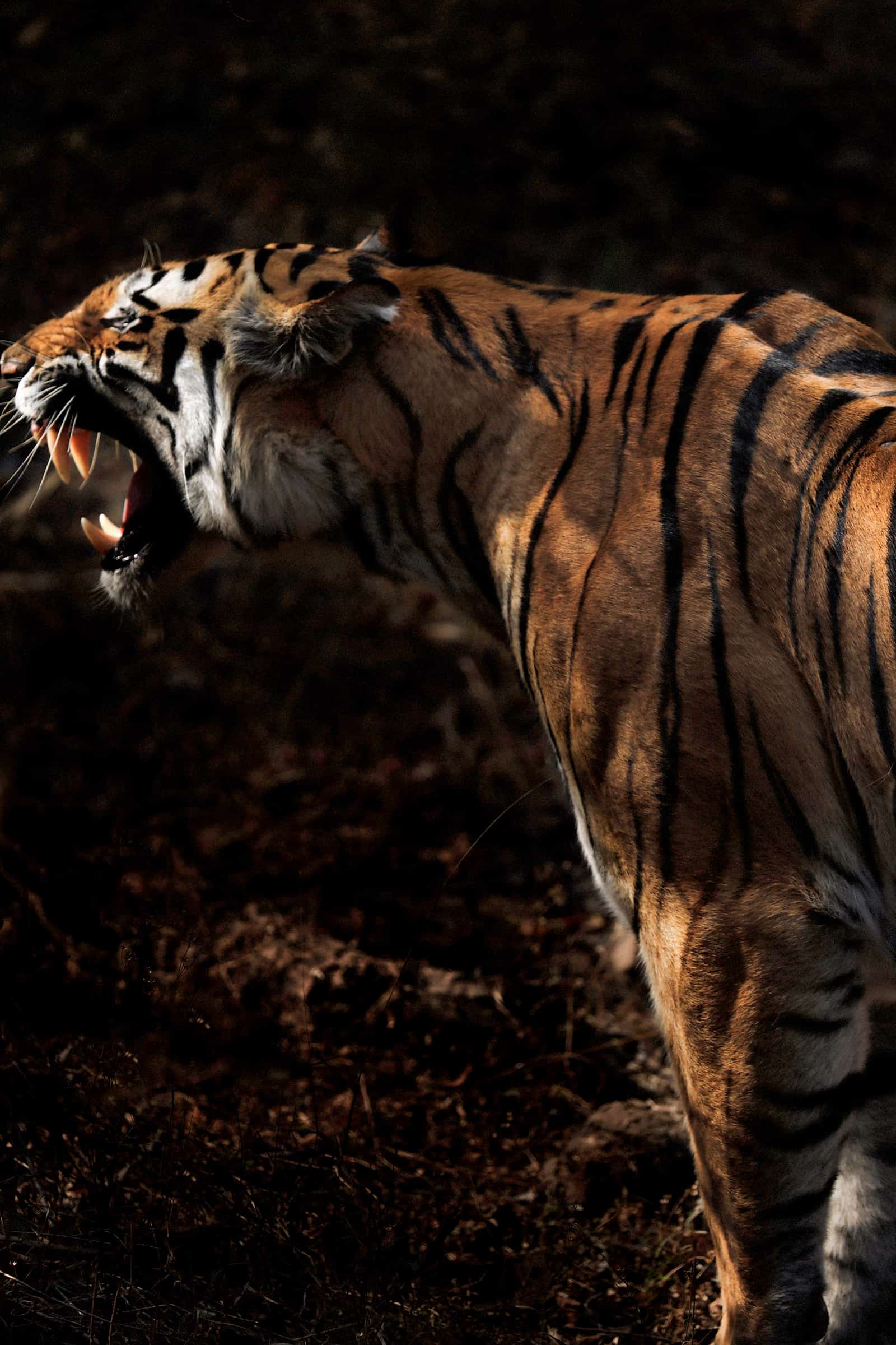 Indian tiger Indian tiger