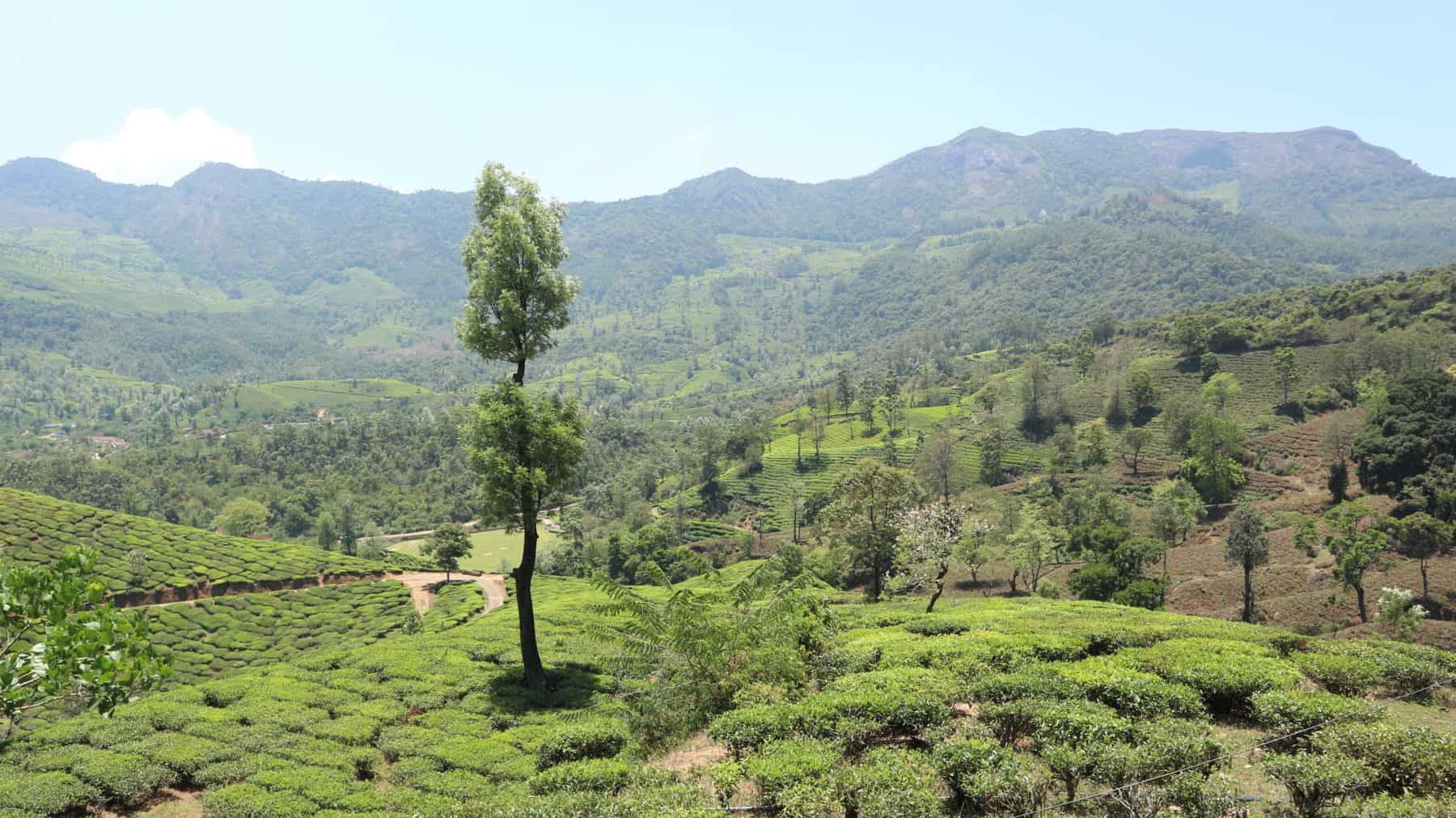 Kerala Tea Plantation Kerala Tea Plantation