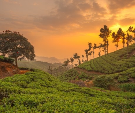 Tea plantations over rolling hills in Kerala, India. Tea plantations over rolling hills in Kerala, India.