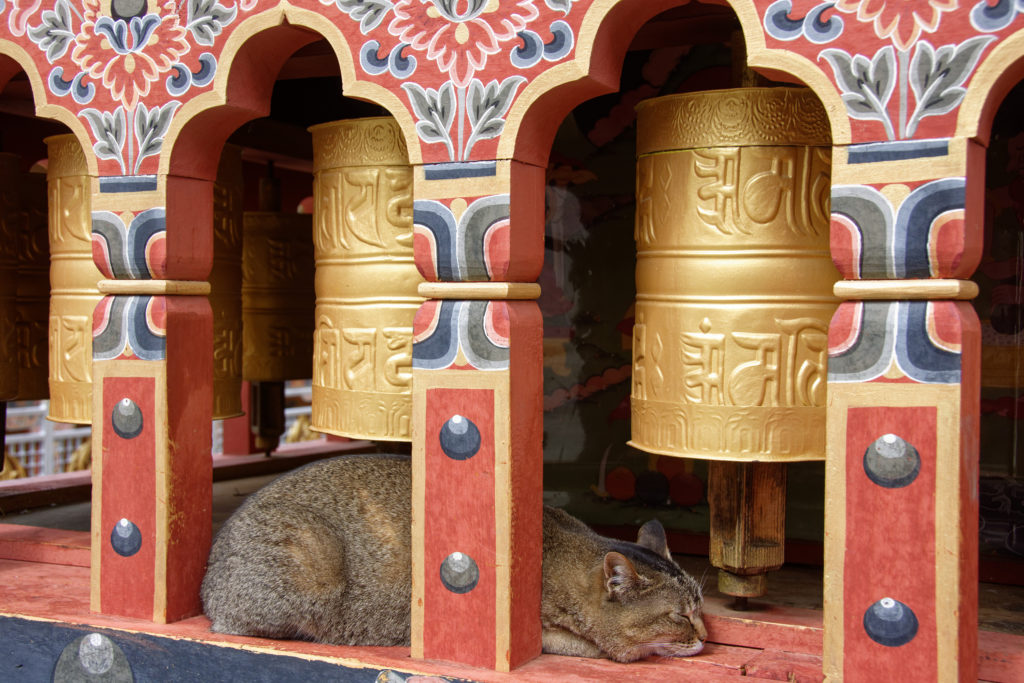 Bhutan cat