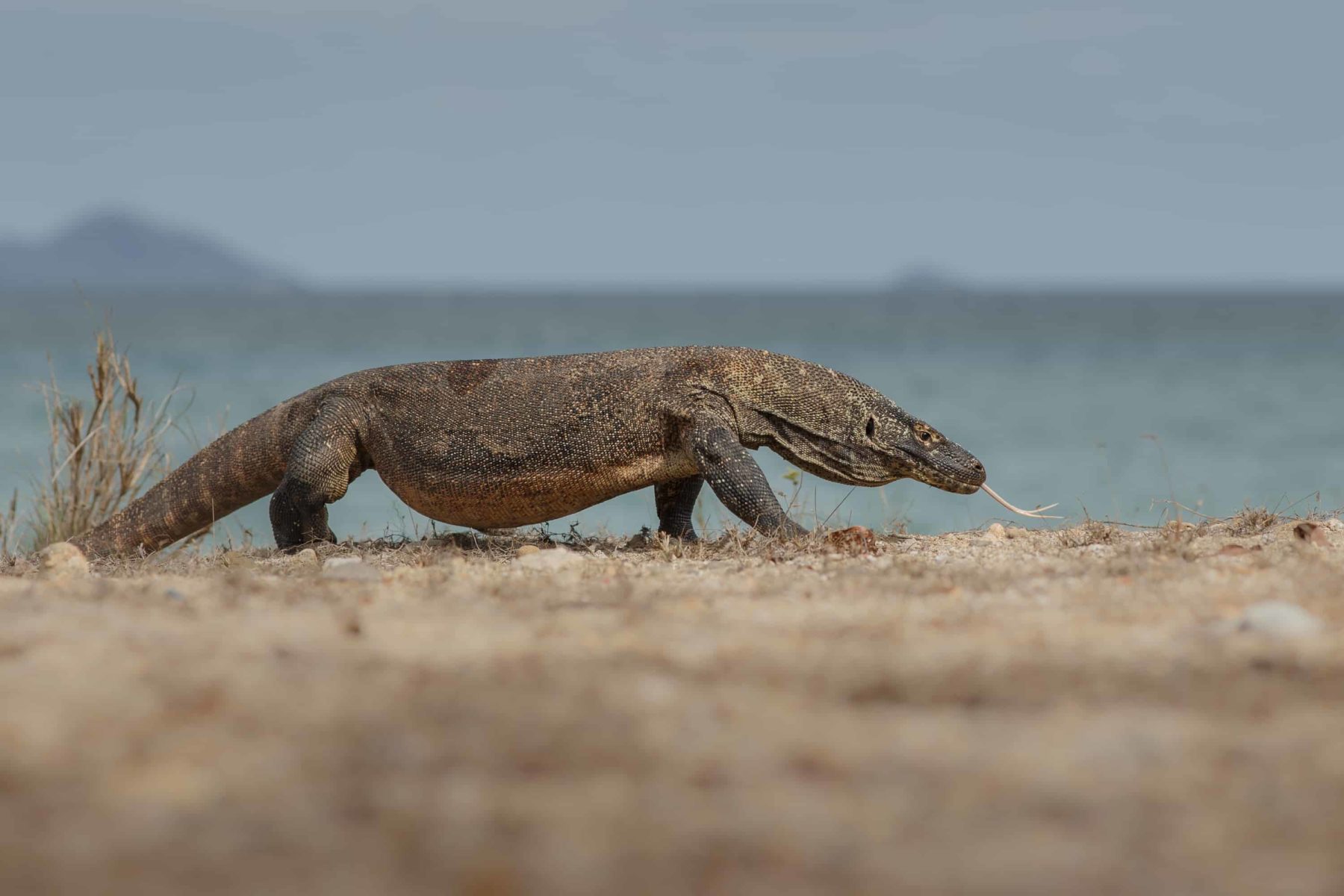 Komodo dragon on the beach Komodo dragon on the beach