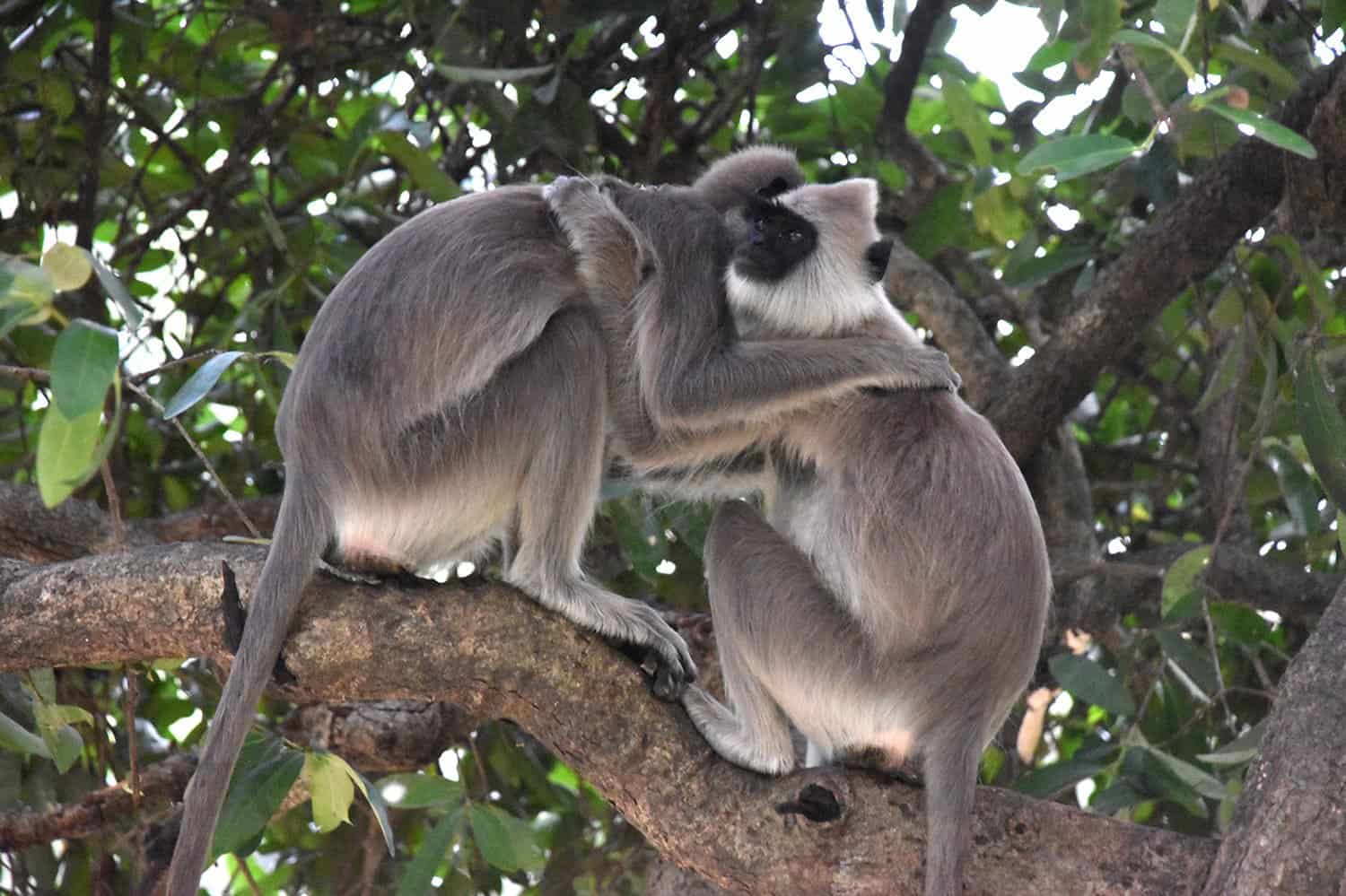Parkes olonnaruwa black faced grey langur monkeys chatting and ended with a cuddle