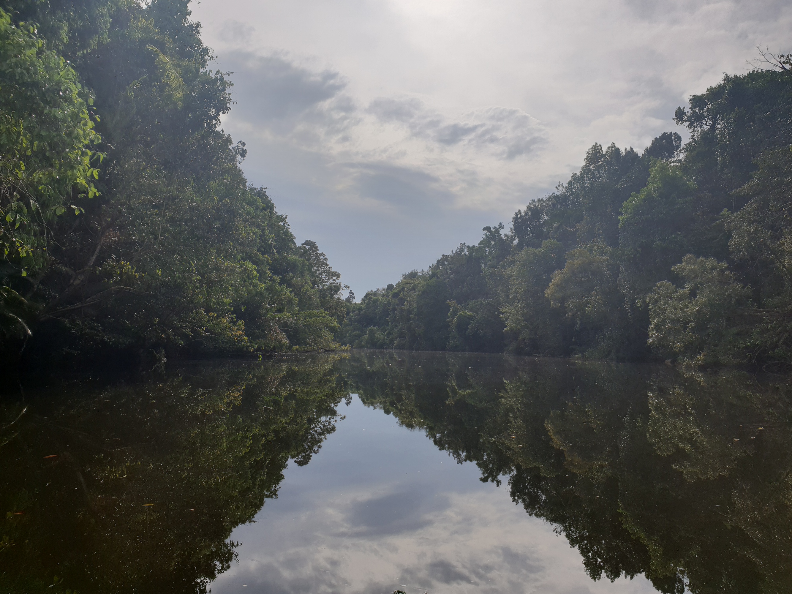 Cambodian jungle Jungle in Cambodia